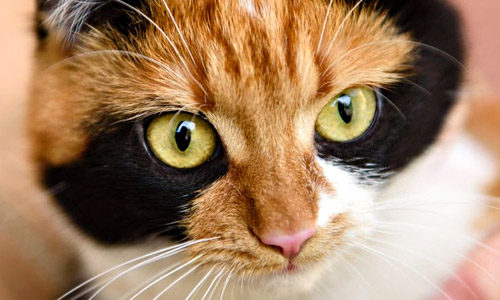 Голова японского бобтейла