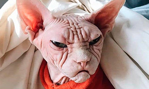 Петербургский сфинкс или питер-болд