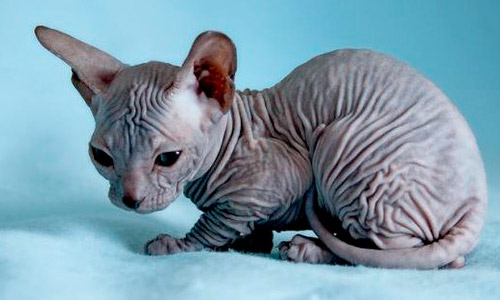Котёнок донского сфинкса