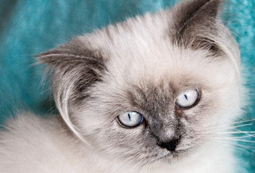 Кормят гималайскую кошку готовыми кормами