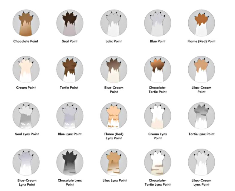 20 окрасов гималайской кошки