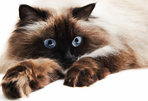 Гималайская кошка