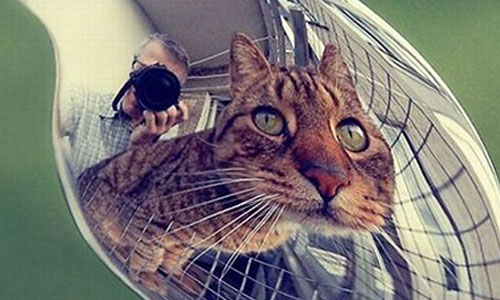 Кошка в ложке Кошка в ложке