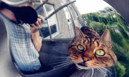 Кошка в ложке Кошка в ложке