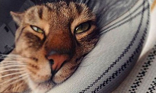 Кошка в ложке Кошка в ложке