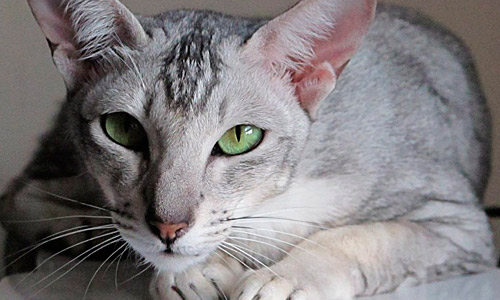 Яванская кошка