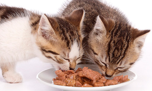 Влажные корма для кошек