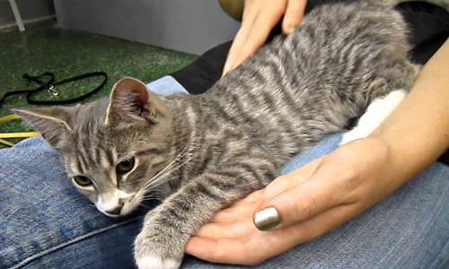 3-месячный котёнок демонстрирует полезные навыки 3-месячный котёнок демонстрирует полезные навыки