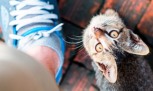 Что делают кошки — встречают хозяина