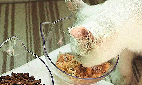 Что делают кошки — едят