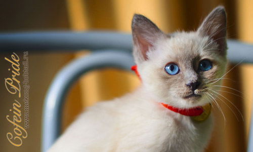 Меконгский бобтейл