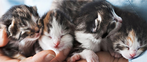 Выкормить котёнка — забота хозяина