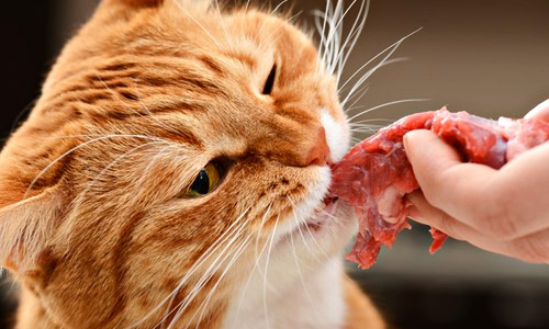 Сколько раз кормить кошку мясом