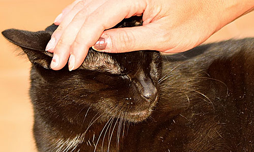 Караты спокойные и нежные создания