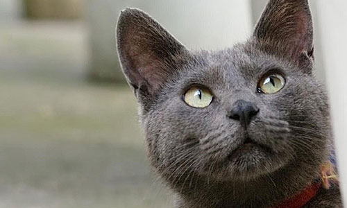 Внешне кораты схожи с русской голубой кошкой