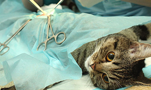 Кастрация кота включает удаление яичек под общим наркозом Кастрация кота включает удаление яичек под общим наркозом