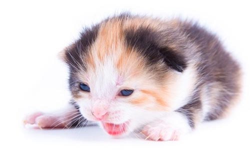 Покупка котёнка для бизнеса