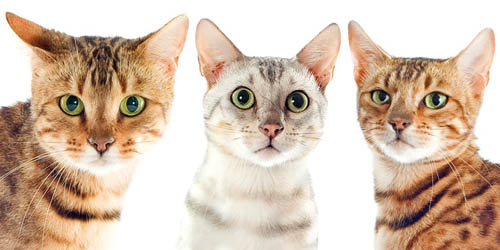 Выставочная карьера бенгальского кота коротка