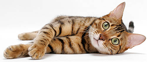 Бенгальская кошка участвует в чемпионатах с 1990 года