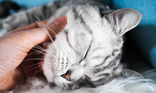 Кошки убаюкают