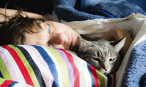 Кошки адаптируются в социуме, подстраиваются под человека