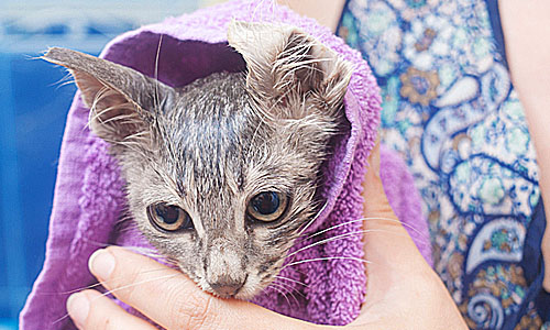 Искупав, оберните кошку пушистым полотенцем