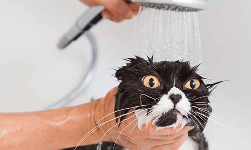 При купании кошку пугает шум льющейся воды