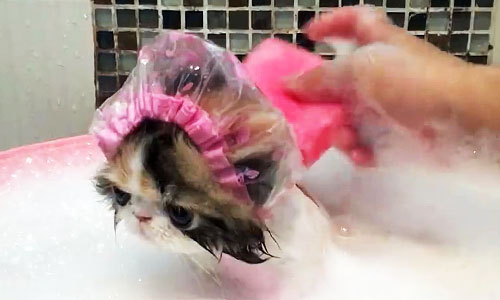 Купание кошки настоящий атракцион