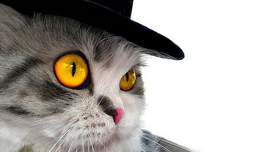 Кот охотно принимает подношения, благосклонно разрешает гладить его, играть с ним