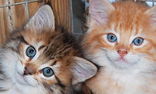 Шестимесячных котят американского бобтейла кормят 4 раза в сутки