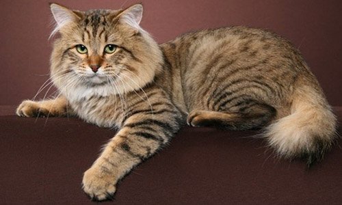 Наигравшись, американский бобтейл отдыхает на диване или кресле