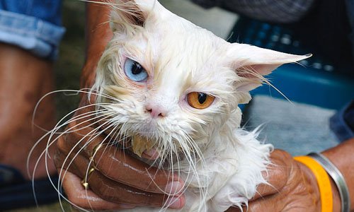 Приучайте Као мани к воде с молодых когтей, чтобы облегчить водные процедуры в будущем