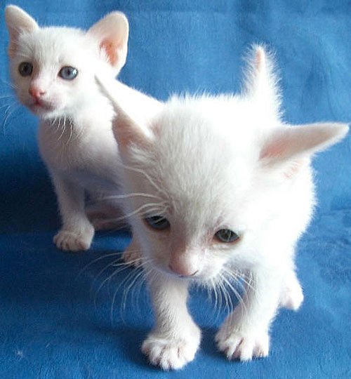 Котёнок Као мани $20000