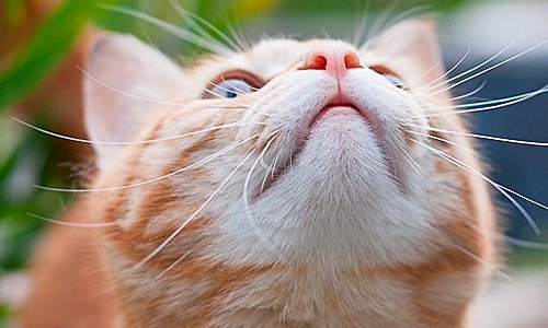 Как назвать рыжего кота: Портос, Изюм, Чипс, Симба Как назвать рыжего кота: Портос, Изюм, Чипс, Симба