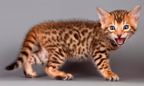 Бенгальский котёнок на 8 марта за 10000 рублей