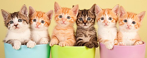 Котёнок на 8 марта. А может у девушки уже есть котик?