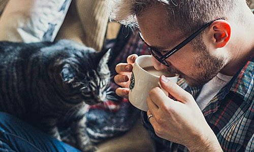 Холостяк выбирает кота с серьёзным характером