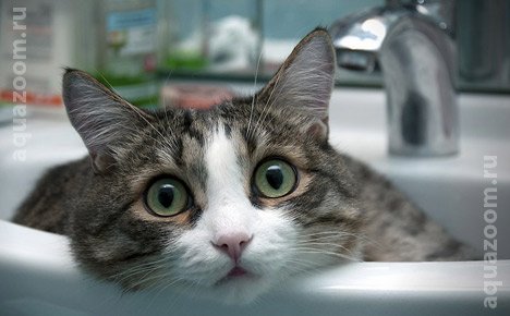 Спасаясь от теплового удара кошки лежат в холодной раковине