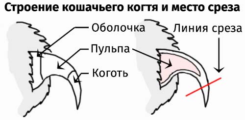 Строение кошачьего когтя с обозначением места среза