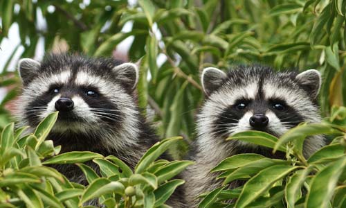 Зооновости