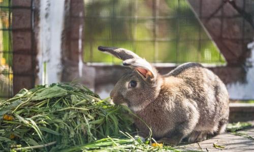 Избыток свежей зелени в рационе может привести к гибели кроликов и грызунов