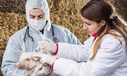 Ученые вывели формулу расчета оптимального количества ветеринаров для сельских районов