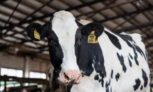 Ученые ВНИИЗЖ разработают рекомендации для генотипирования КРС