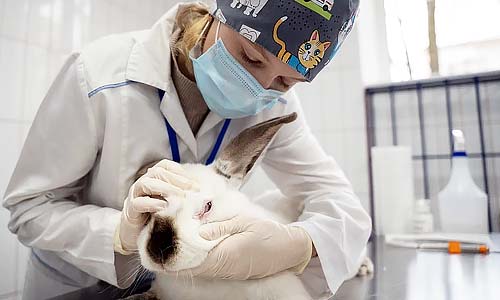 Зарплаты ветврачей растут быстрее ожиданий