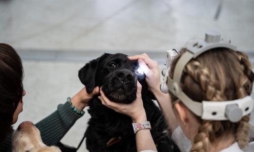 Забота о глазах питомца: как вовремя предупредить болезнь