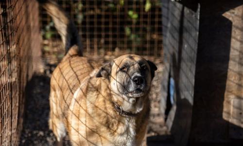 Бездомных животных в Волгоградской области будут отлавливать методом обездвиживания