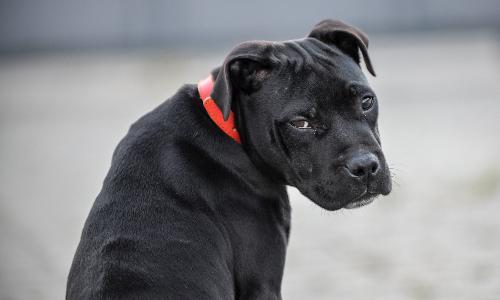 Суд взыскал 1 млн рублей с владельцев собаки, укусившей ребенка