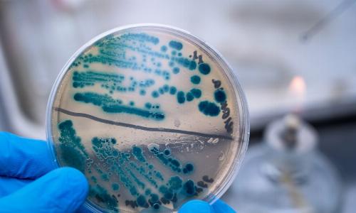 Минобрнауки разработало новые правила для биологических коллекций