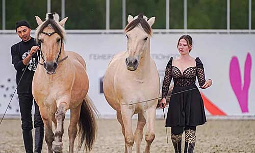 На Дону впервые пройдет семейный фестиваль «От коня до комбайна»