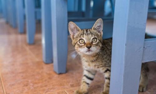 Почему кошка вас не любит: рассказывают ученые